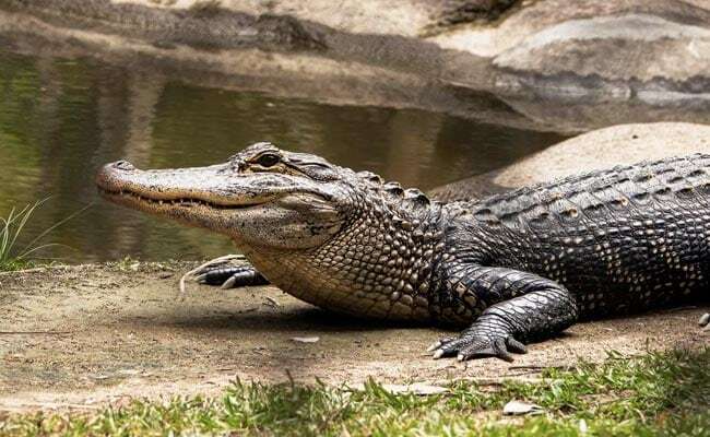 Аллигатор убил 85-летнюю американку, когда она выгуливала свою собаку