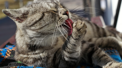 Алопеция у кошек: симптомы и причины