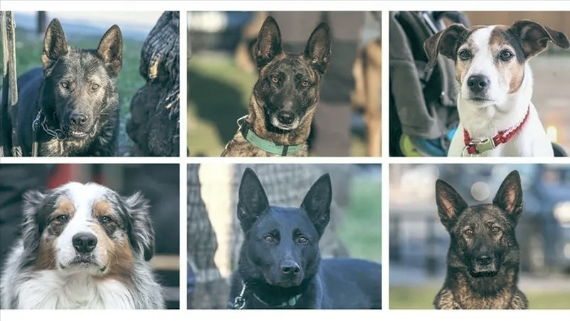 Землетрясение в Турции. 388 собак из 47 стран спасли 74 человека только в Кахраманмараш.