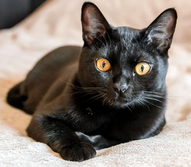 Красавица любительница семейства