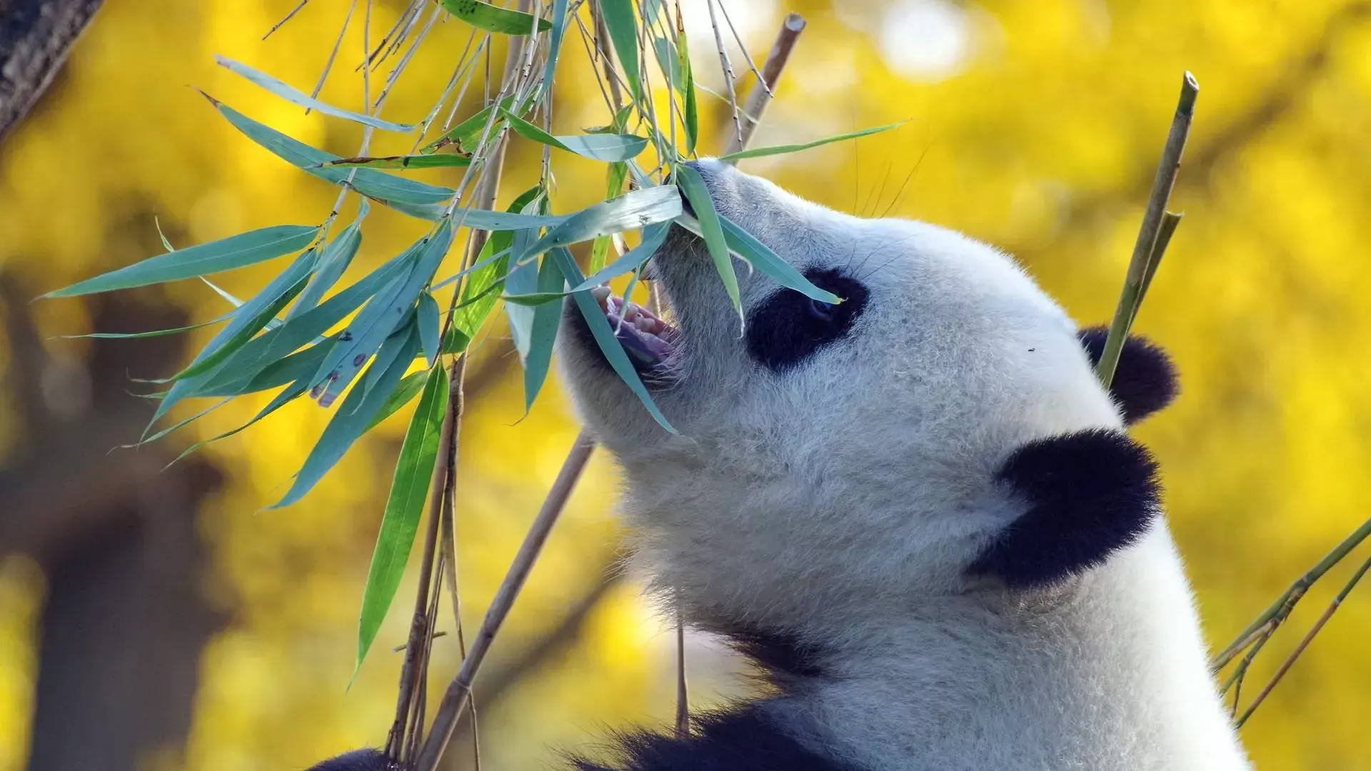 «Сян Сян», гигантская панда из Японии, прибыла в Чэнду.