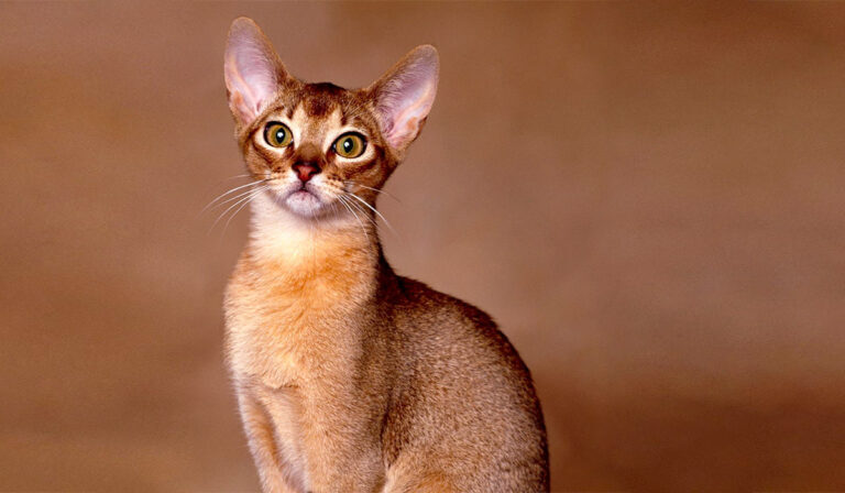 Абиссинская кошка