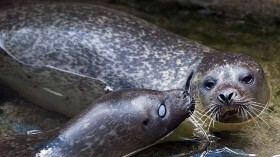 Два раненых слепых тюленя присоединились к Ванкуверскому аквариуму после спасения и лечения