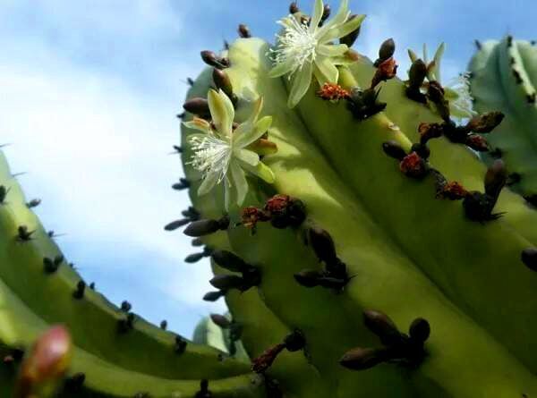 Цветок Гарамбулло: что это такое, для чего используется