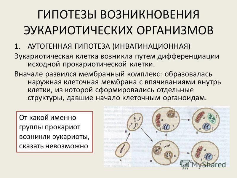 Появление эукариотов на земле. Гипотеза симбиотического происхождения. Гипотезы происхождения эукариот. Симбиотическая теория происхождения клеток.