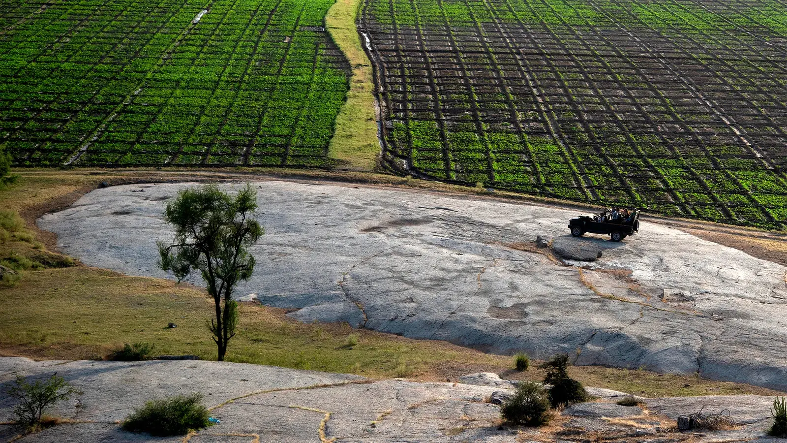 Где люди не боятся леопардов