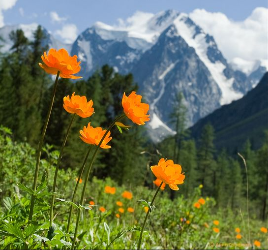 Горный Алтай и его окрестности.