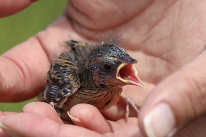 Редкий воробей вымрет к 2035 году, нескольким другим видам в штате Мэн также грозит исчезновение