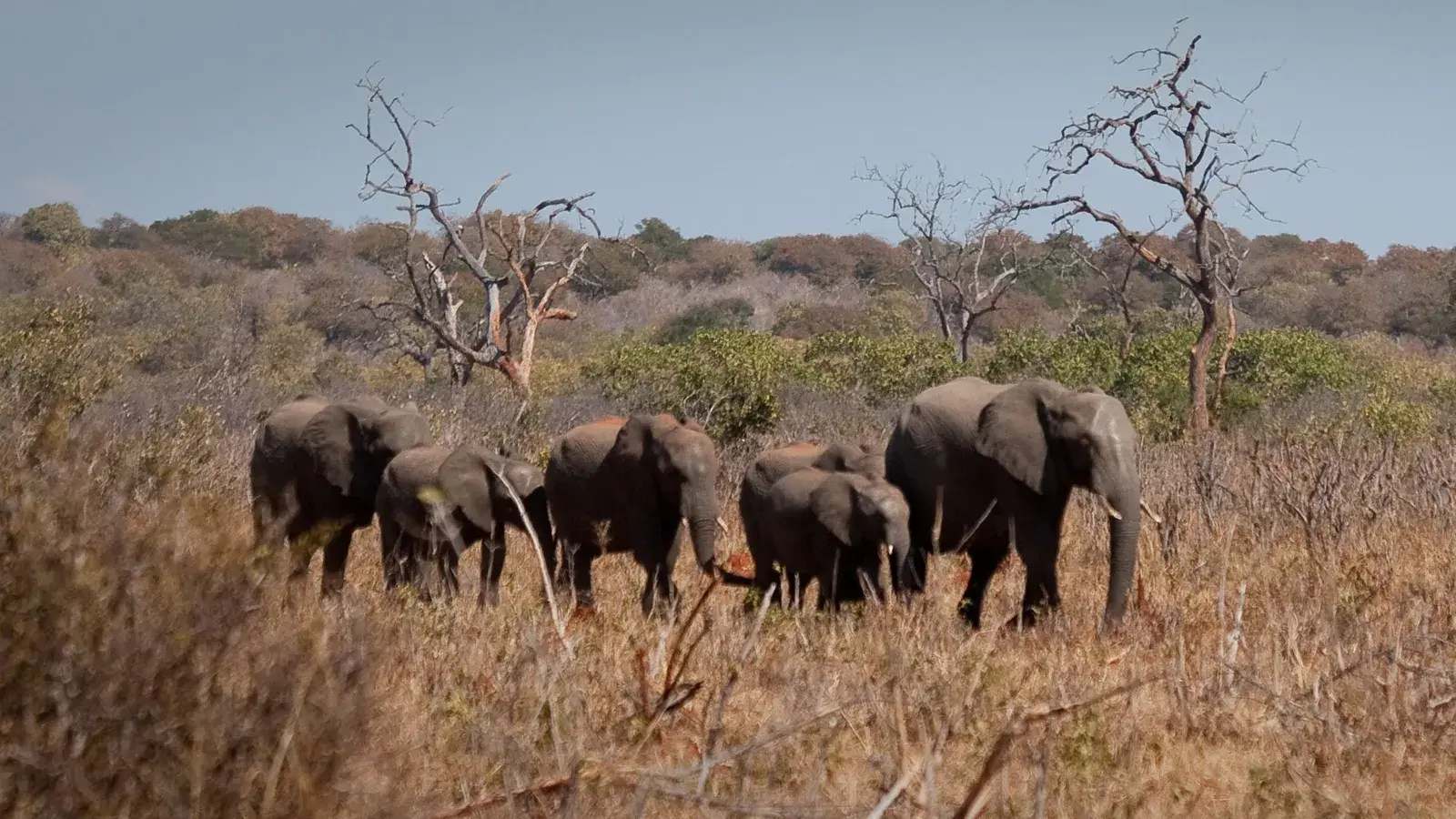 Судно Zambezi River Queen курсирует по национальному парку Чобе в Ботсване и полосе Каприви в Намибии.
