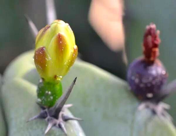 Цветок Гарамбулло: что это такое, для чего используется