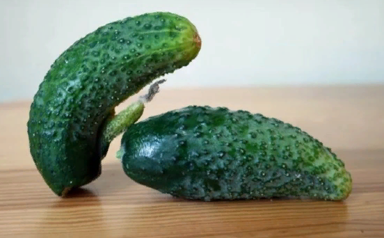 Если плоды ваших огурцов не стандартной формы, вам срочно нужно пересмотреть уход за ними. Рассказываю о чем говорит необычная форма огурцов.