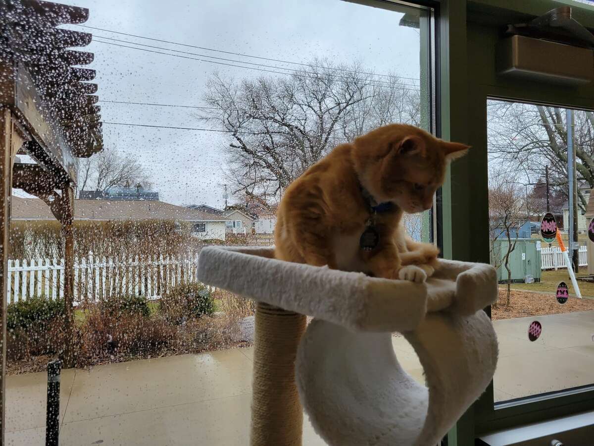 Библиотечный кот из Порт-Остина