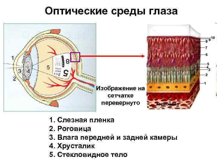 Рассмотрите рисунок глаза на втором