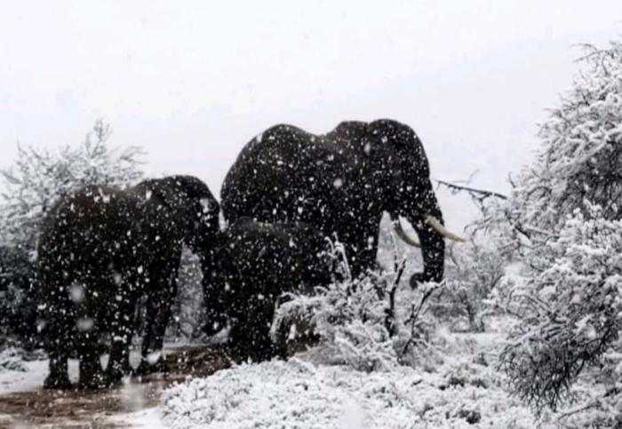 Такого снегопада!