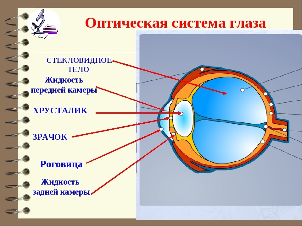 Какое образование относят к оптической системе глаза. Оптическая система глаза роговица жидкость передней камеры глаза. Оптическая система глаза хрусталик. Оптическая система глаза роговица хрусталик зрачок. Что относится к оптической системе глаза хрусталик.