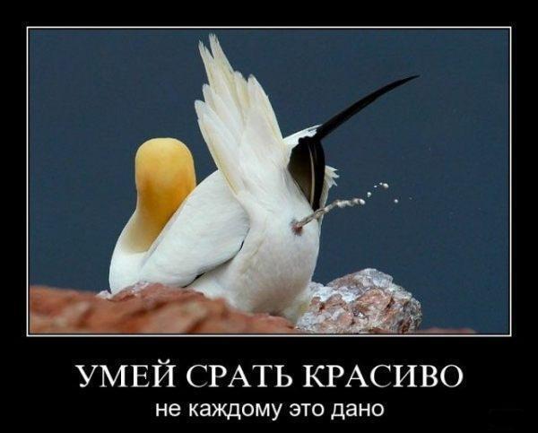 Самоизоляция - это когда ты - чайка и у тебя понос, а гадить людям на головы не хочеться