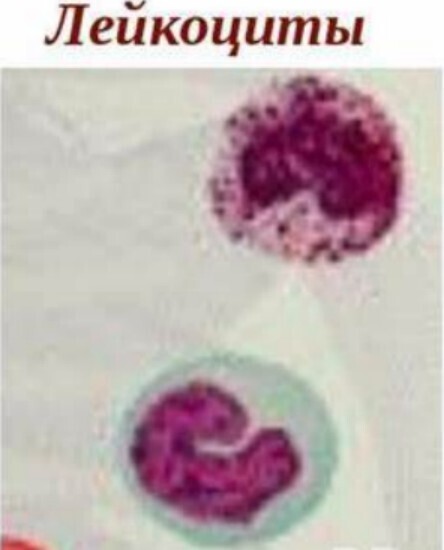 Лейкоциты - бойцы невидимого фронта