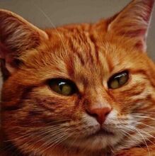 Егор, г. Ульяновск