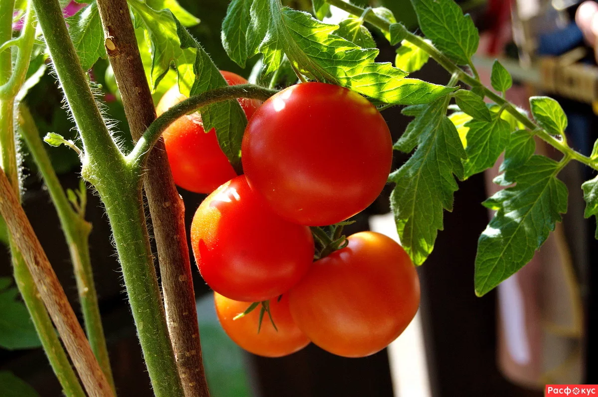 Отлучение шоколада. Какие продукты раньше считались едой от дьявола.