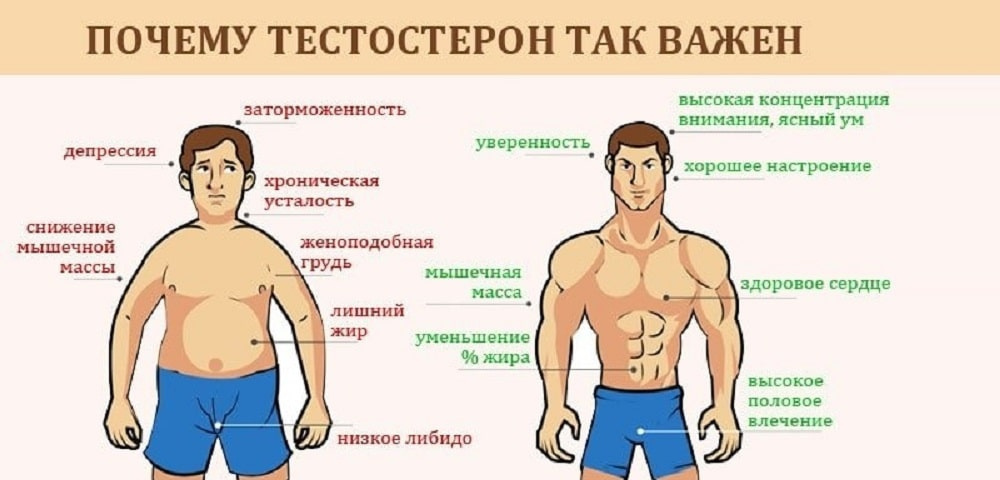 Тестостерон картинки для презентации