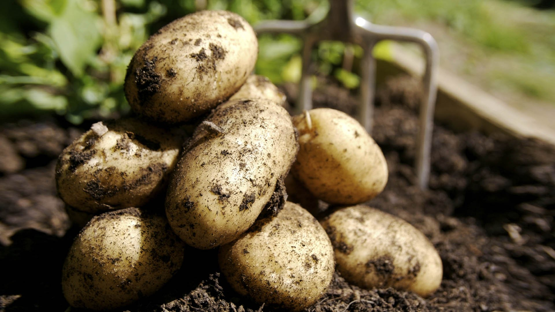 Отлучение шоколада. Какие продукты раньше считались едой от дьявола.