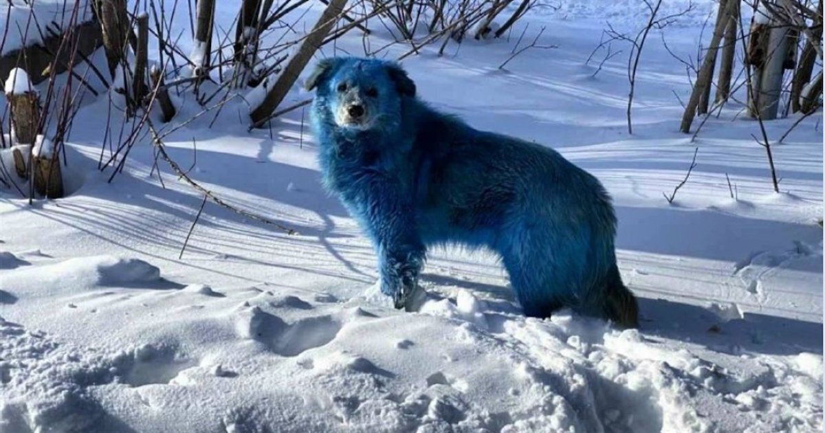Несколько голубых собак были замечены в промышленном городе в России