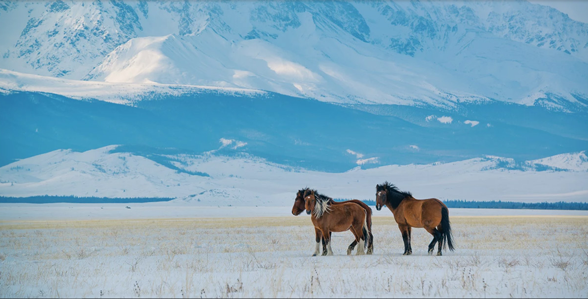 Зимний Алтай.