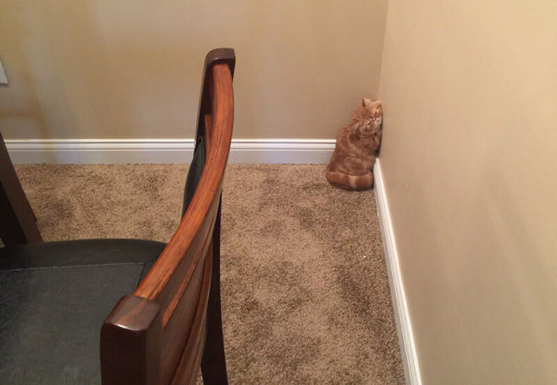 Нелепые животные доказывают, что могут спать где угодно