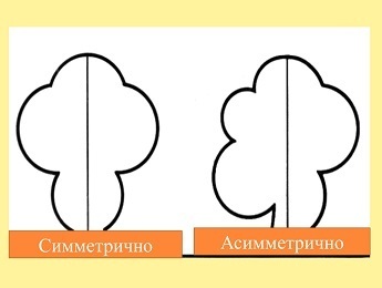 Природная симметрия и асимметрия. Право – лево.