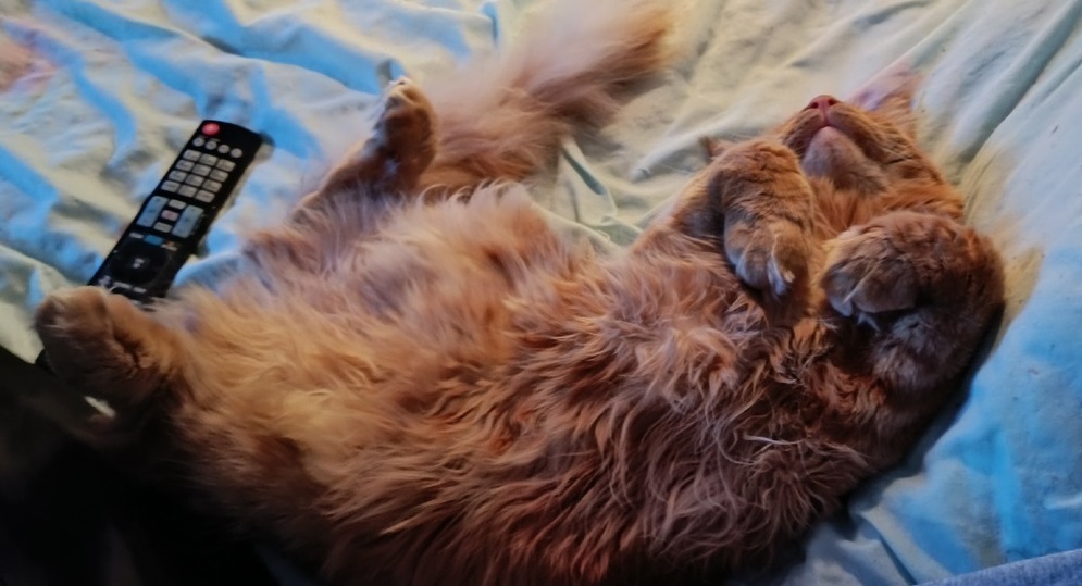 Зависимость ожирения у кошек и хозяев. Как думаете она есть?