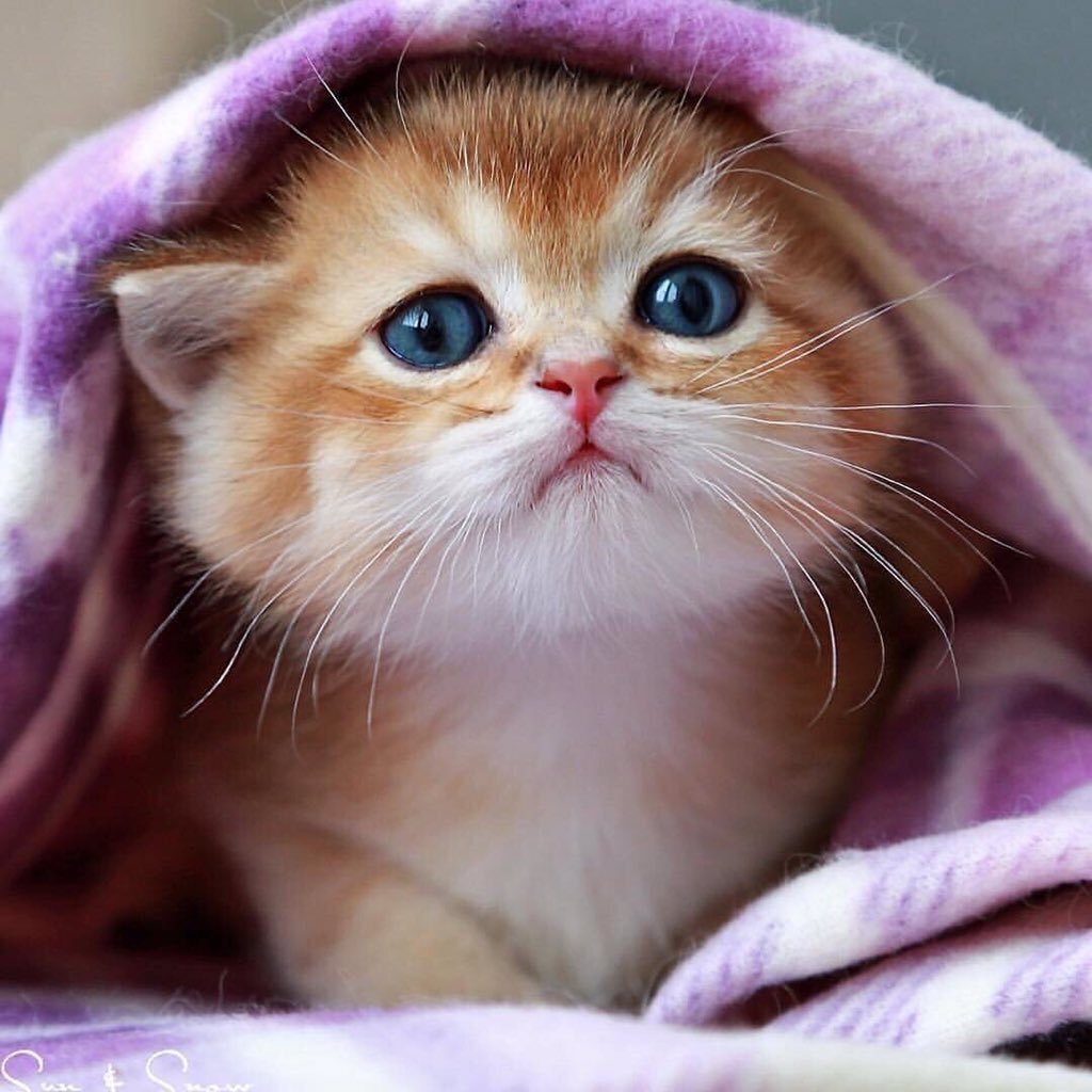 Как узнать, что ваша кошка вас любит? 10 явных признаков