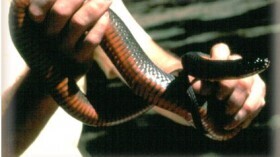 Редкая меднобрюхая водяная змея вымерла через 20 лет, так как осталось всего 40, предупреждают ученые