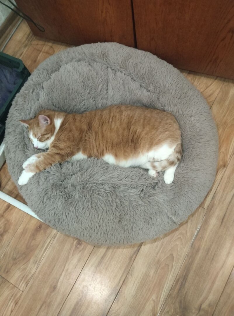 Праздничное приключение Маши и Италияши!