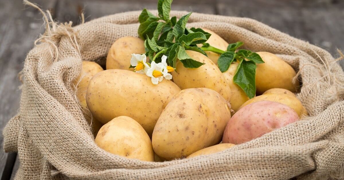 "Картофель: как скептицизм и опасения не остановили его победоносный путь в России"