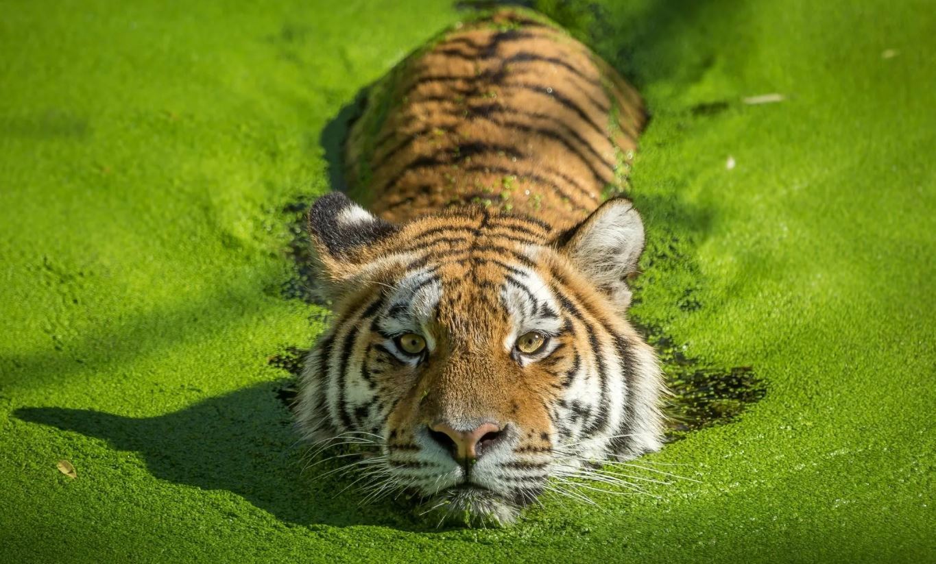 Tigr. Тигр. Красивый тигр. Самые красивые тигры. Картинки тигра красивые.