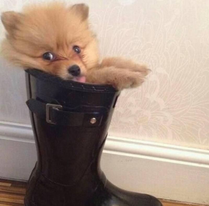 Фотографии, которые доказывают, что целеустремленный питомец может втиснуться практически во что угодно