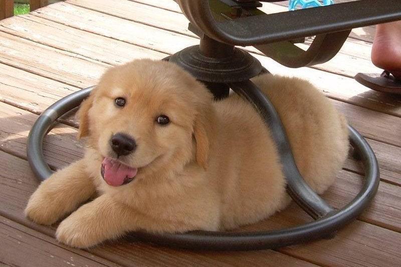 Фотографии, которые доказывают, что целеустремленный питомец может втиснуться практически во что угодно