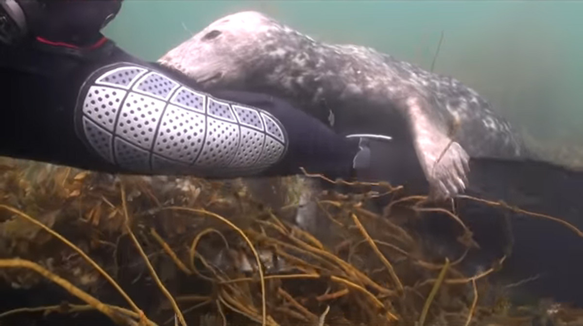 Этот ныряльщик не мог понять, что ему пытается сказать тюлень