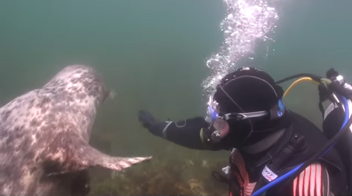 Этот ныряльщик не мог понять, что ему пытается сказать тюлень