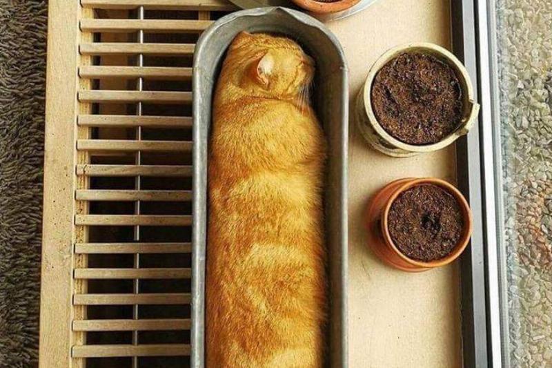 Фотографии, которые доказывают, что целеустремленный питомец может втиснуться практически во что угодно