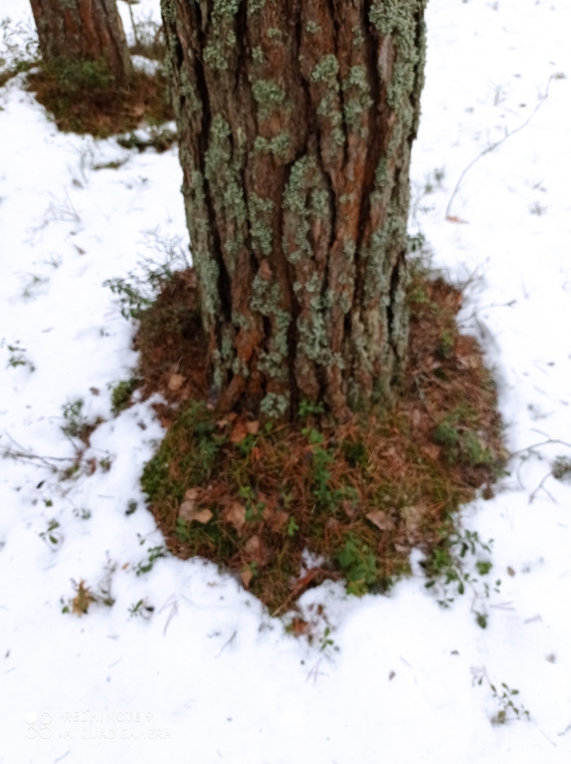 А ведь сегодня последний день зимы!