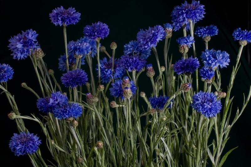 О чем же говорят цветы. Флюрографика.