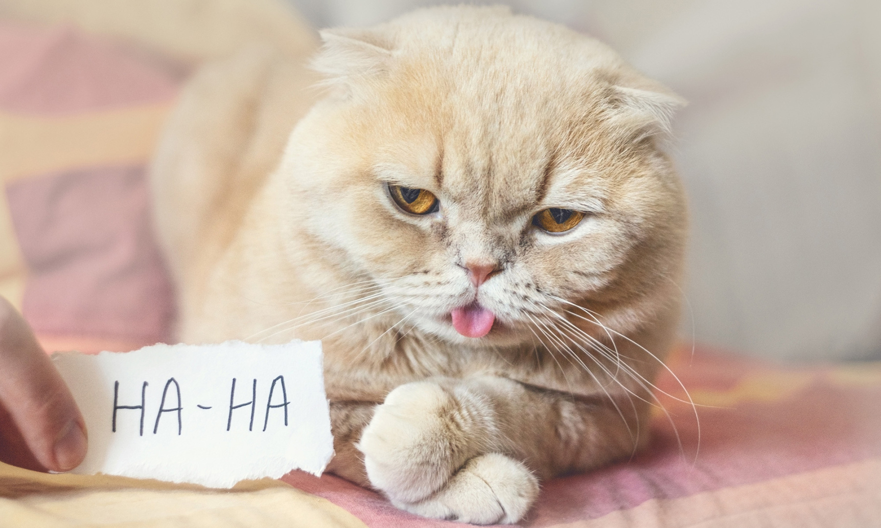 Удивительные факты о кошках: забавные мелочи о ваших кошачьих друзьях.