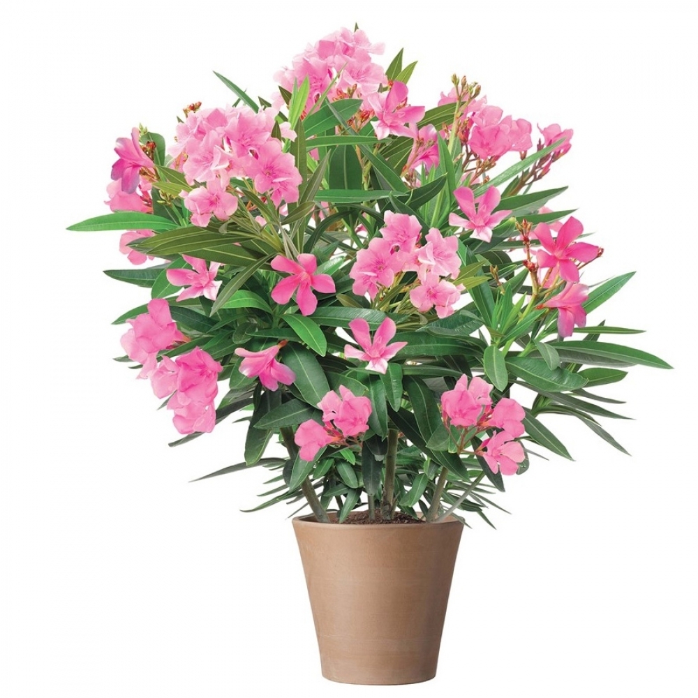 Опасная красота. Какие цветы нельзя держать дома.