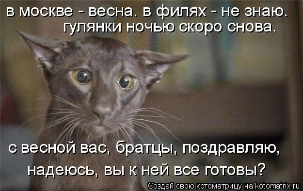 Мартовские коты, или весна идет, весне дорогу!