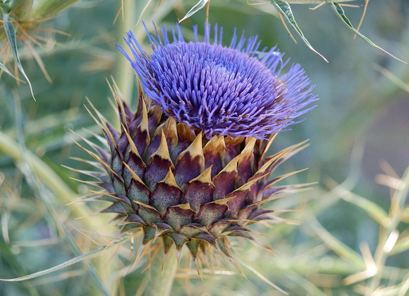 Трава №1 при заболеваниях печени. Восстановление печени