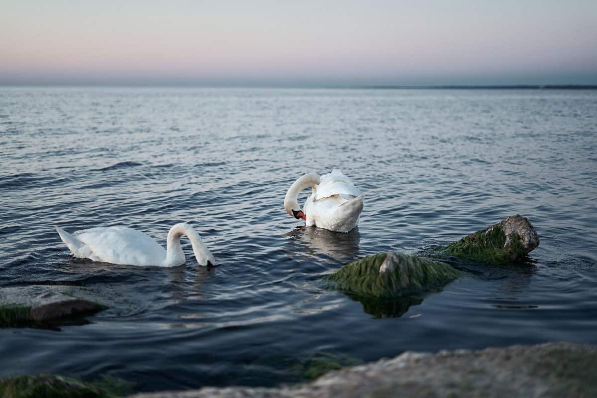 Куда улетают лебеди зимой.