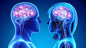 Как устроен наш мозг.