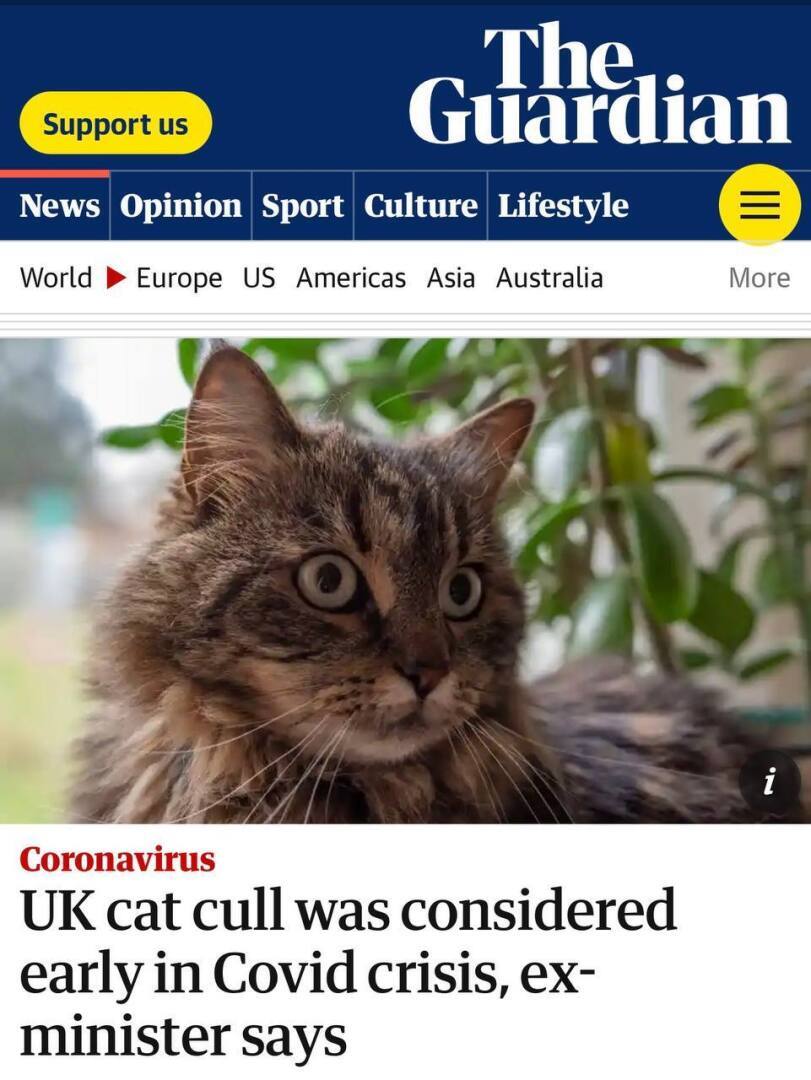 Британское правительство в начале ковид-кризиса планировало уничтожить всех кошек в стране