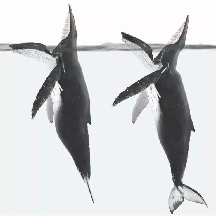 Кракен? Русалка? Мифические морские монстры могли быть китами, ведущими себя странно.